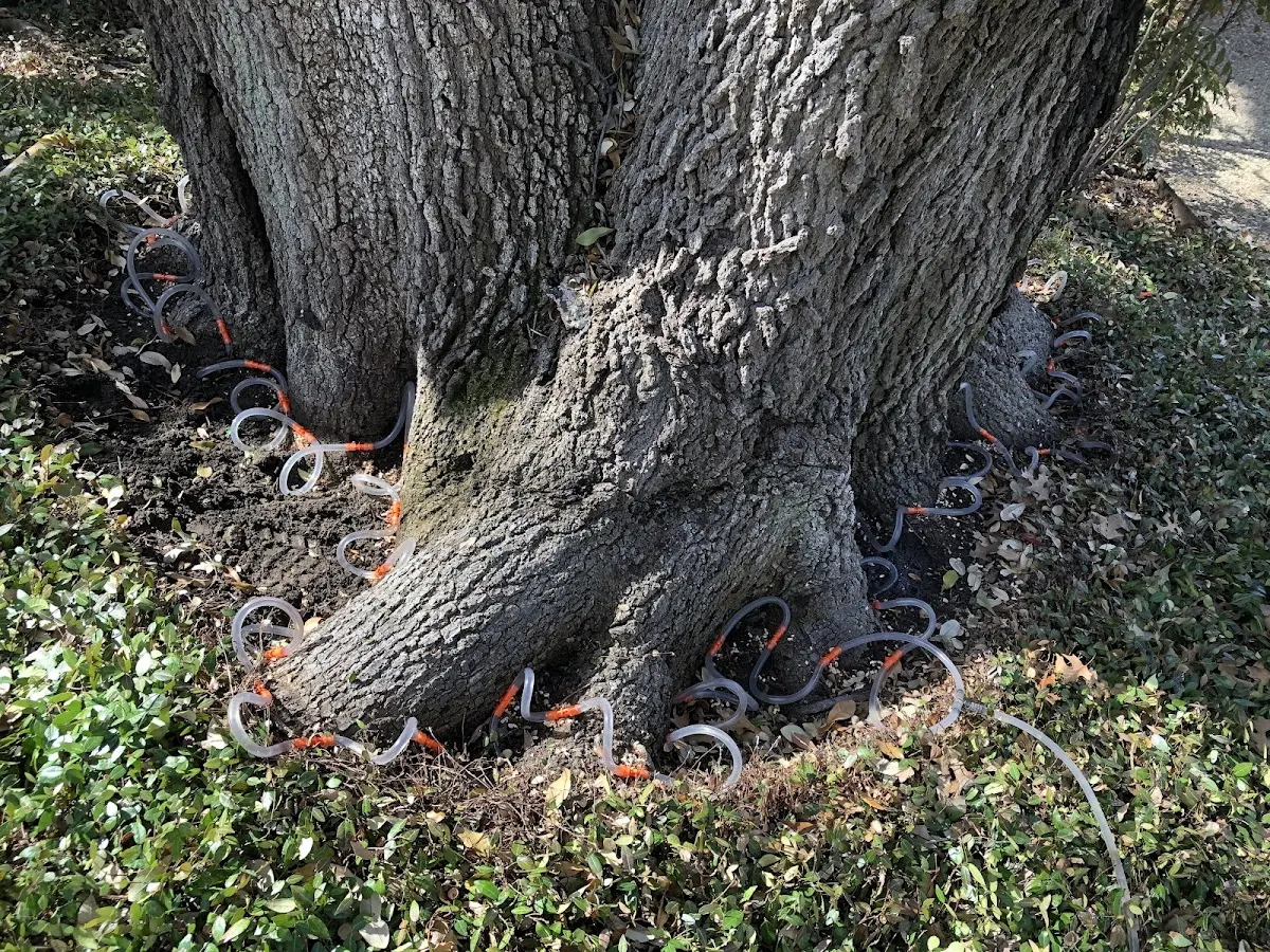 Detailed Tree Cabling and Bracing job site in East Andover