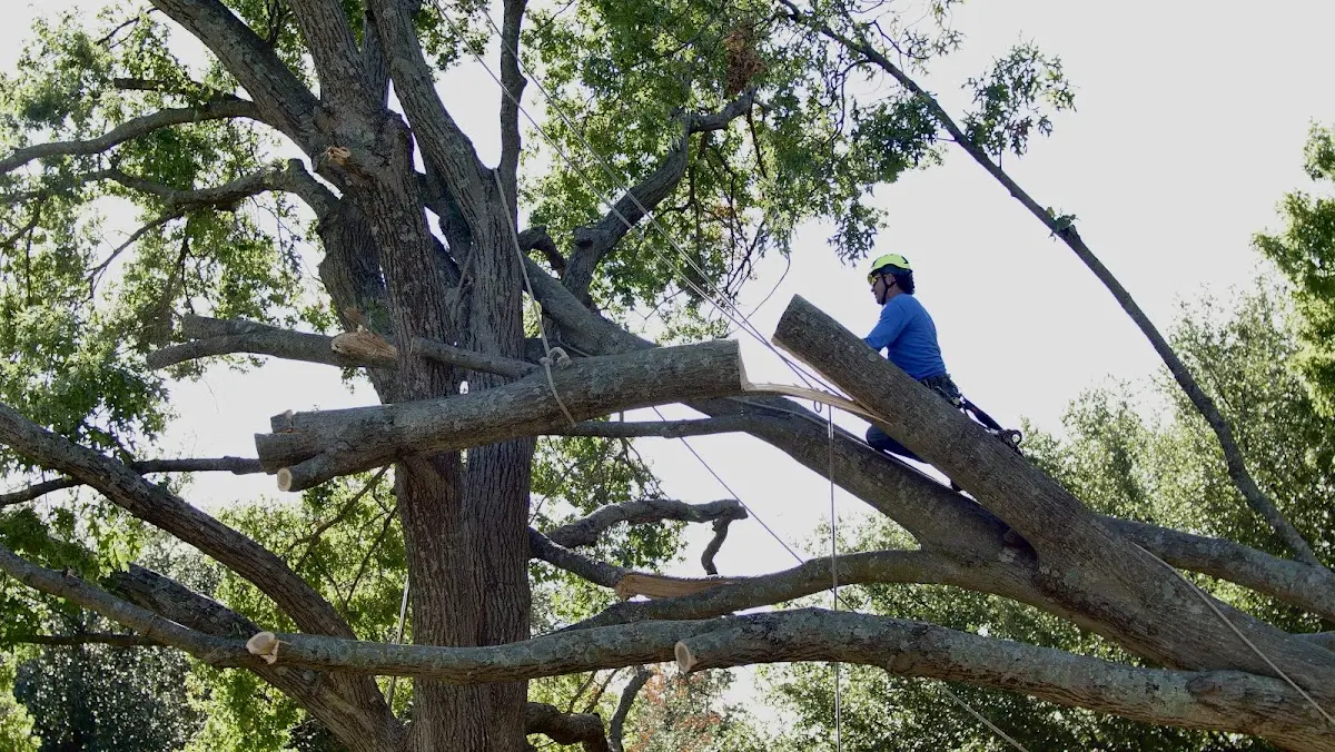 Professional Crown Thinning performed by certified arborists in East Andover